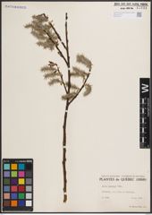 Foto von Salix discolor Muhl.